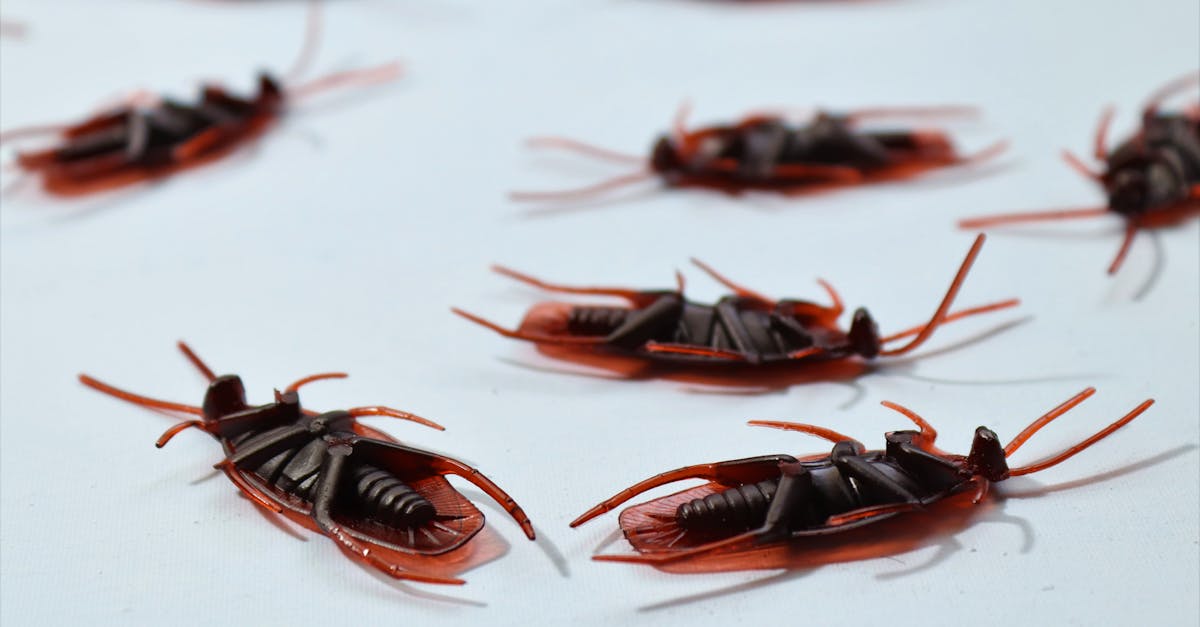 Oradea intensifică dezinsecția: patru etape pentru combaterea insectelor