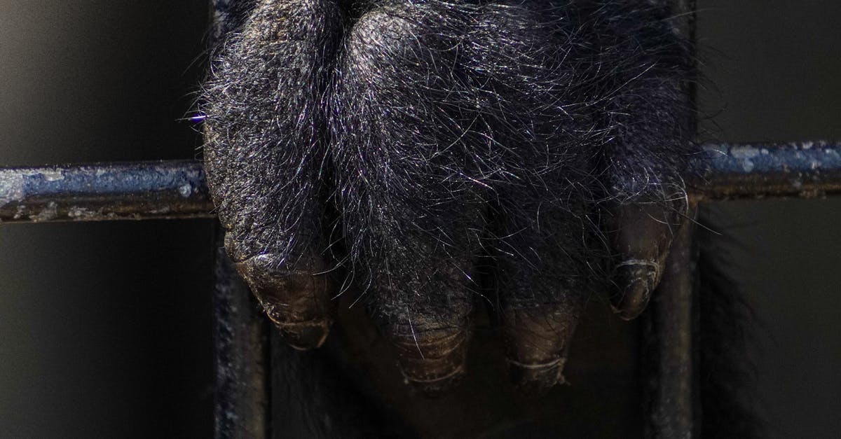 Grădina Zoologică Vâlcea sub lupă: apeluri pentru închiderea sa din cauza maltratării animalelor