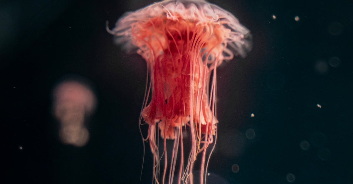 Oamenii de știință descoperă vieți surprinzătoare la adâncimi record în oceanele lumii