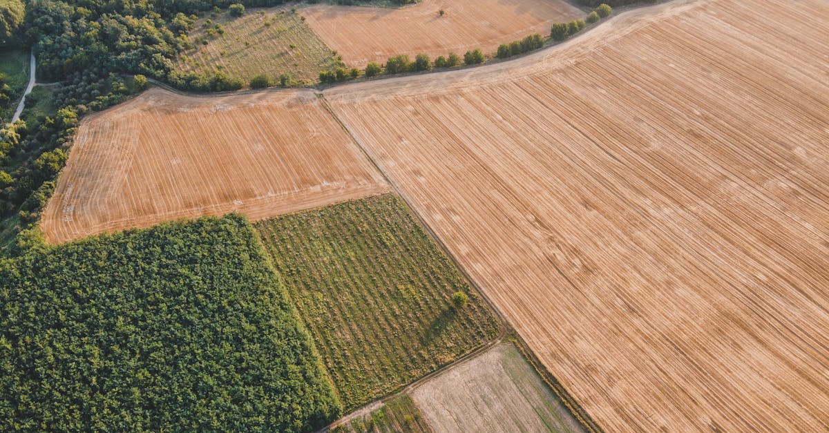 Provocările pădurii: lipsa de expertiză în gestionarea resurselor naturale
