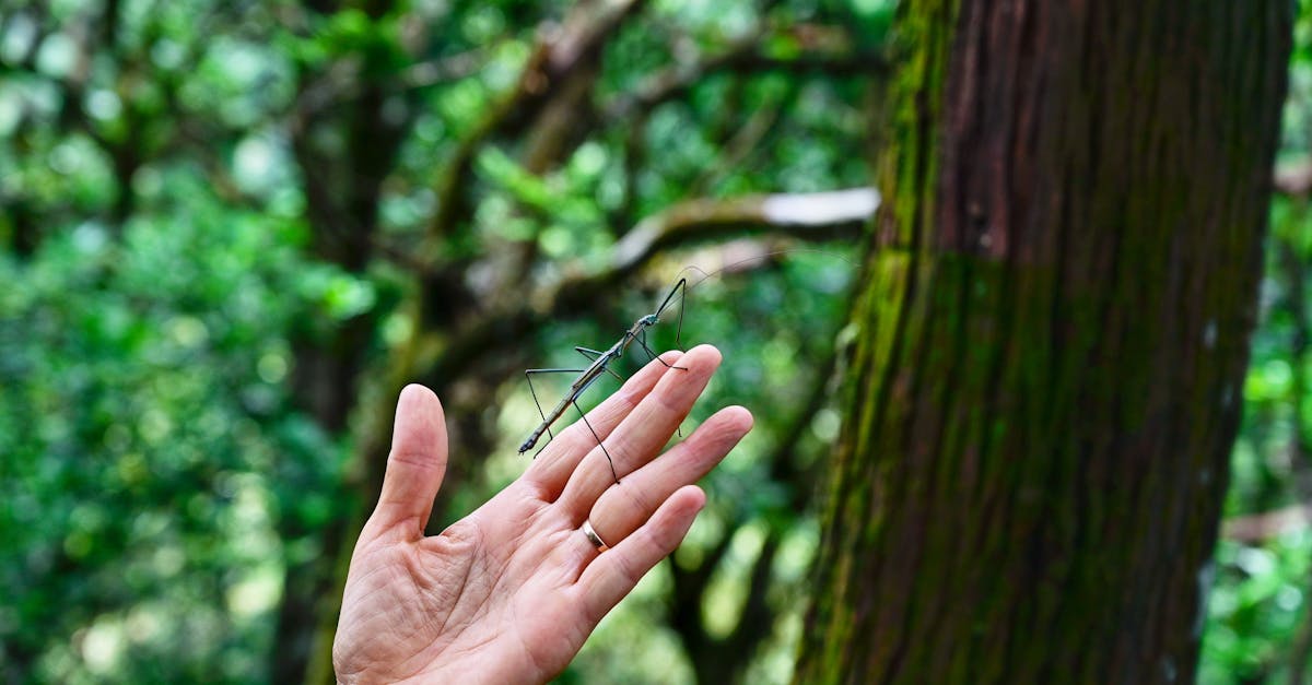 Descoperirea insectei-băț gigantice din Australia: un mister al biodiversității