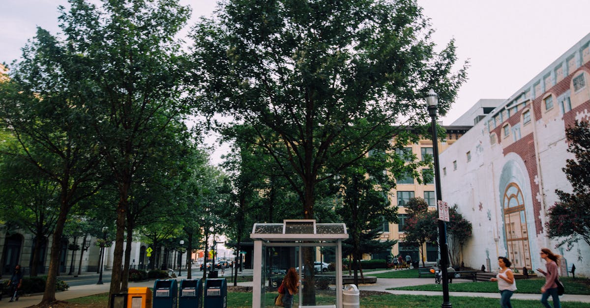 Cum copacii transformă trotuarele în oaze urbane de relaxare