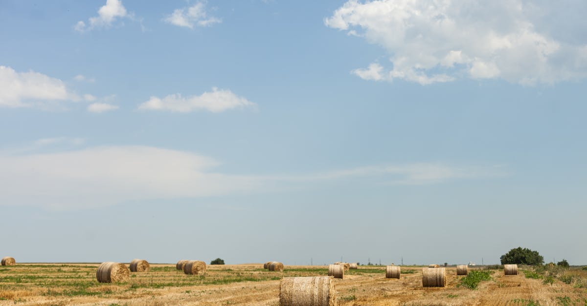 Furt de lucernă la Șibot: Trei bărbați reținuți după un jaf audacios