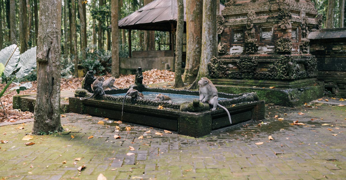 Maimuțele din Bali: hoți de obiecte la templul Uluwatu