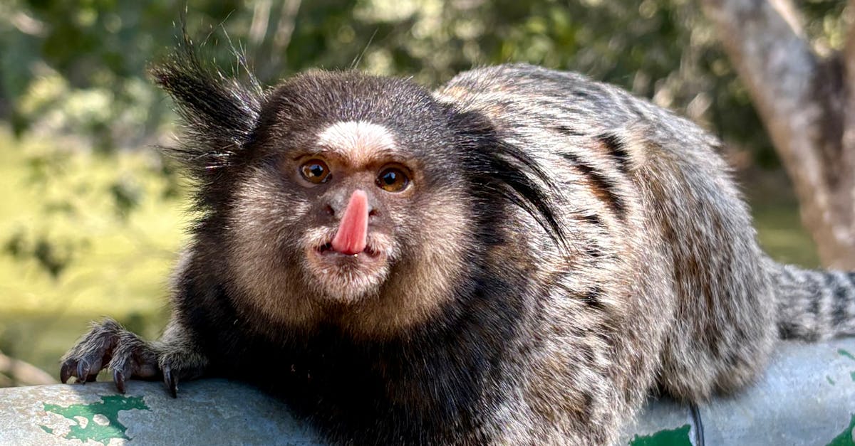 Descoperă melcul de foc: o comoară a junglei malaeziene