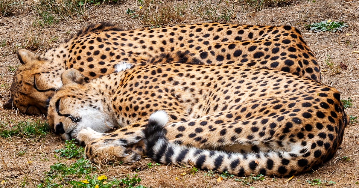 Un moment istoric: Nașterea unui pui de leopard de zăpadă la Chester Zoo