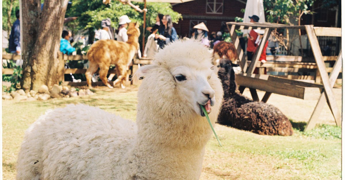 Liska Zoo Park se deschide în acest weekend la Șinteu