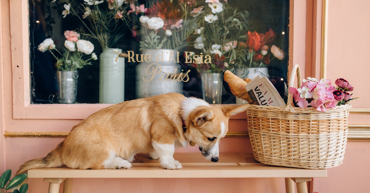 Uniunea Europeană interzice vânzarea câinilor și pisicilor în pet shop-uri