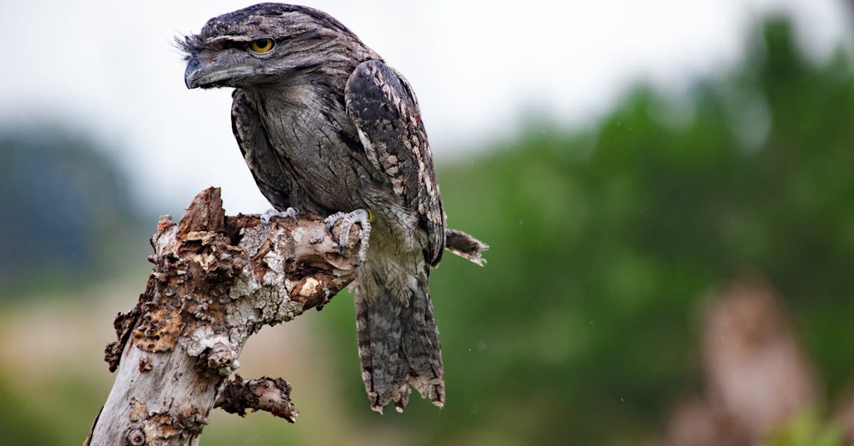 Tawny Frogmouth: pasărea nocturnă cu un camuflaj impresionant