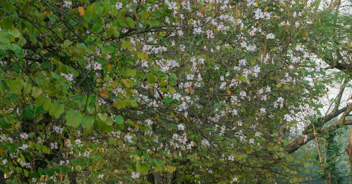 Transformarea Parcului Național din Sectorul 2: Un proiect ecologic ambițios
