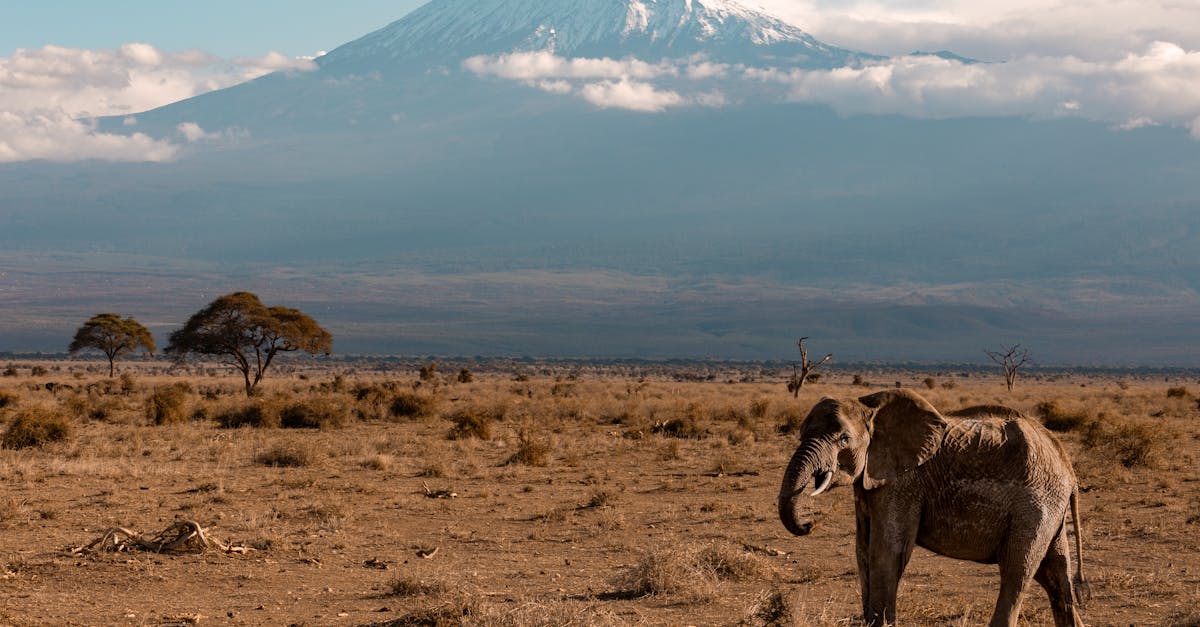 O doctoriță din Iași, la 72 de ani, a învins provocările Kilimanjaro