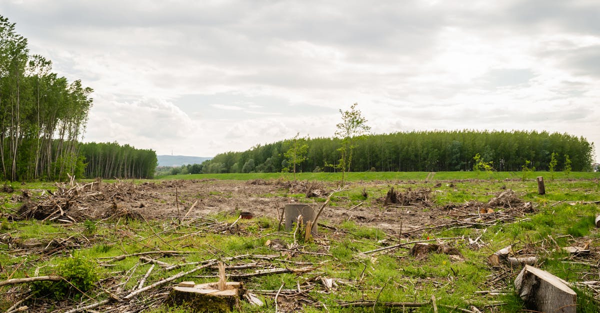 Doi timișeni reținuți pentru furt de lemn din pădure