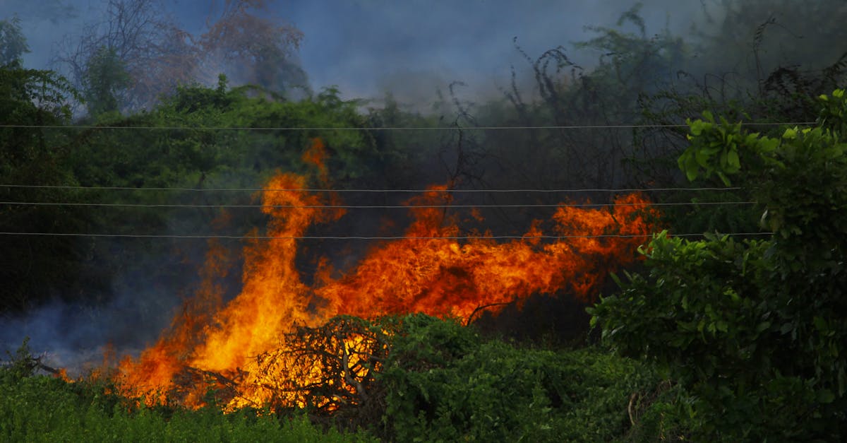 Atenționare de caniculă în Portugalia și Spania: risc crescut de incendii