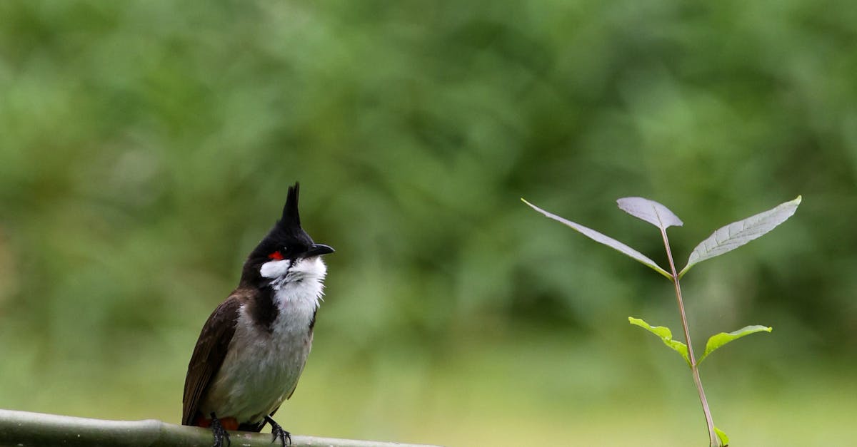Descoperă Whiskered Treeswift, acrobatul pădurii