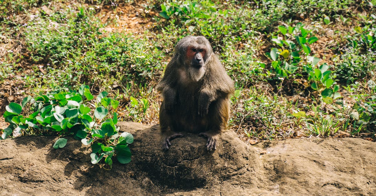 Intrare gratuită la Grădina Zoologică Pitești pe 9 august 2025