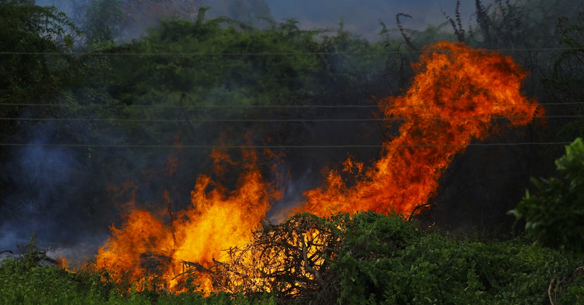Incendii devastatoare în Argeș: Vegetație distrusă și anexe afectate