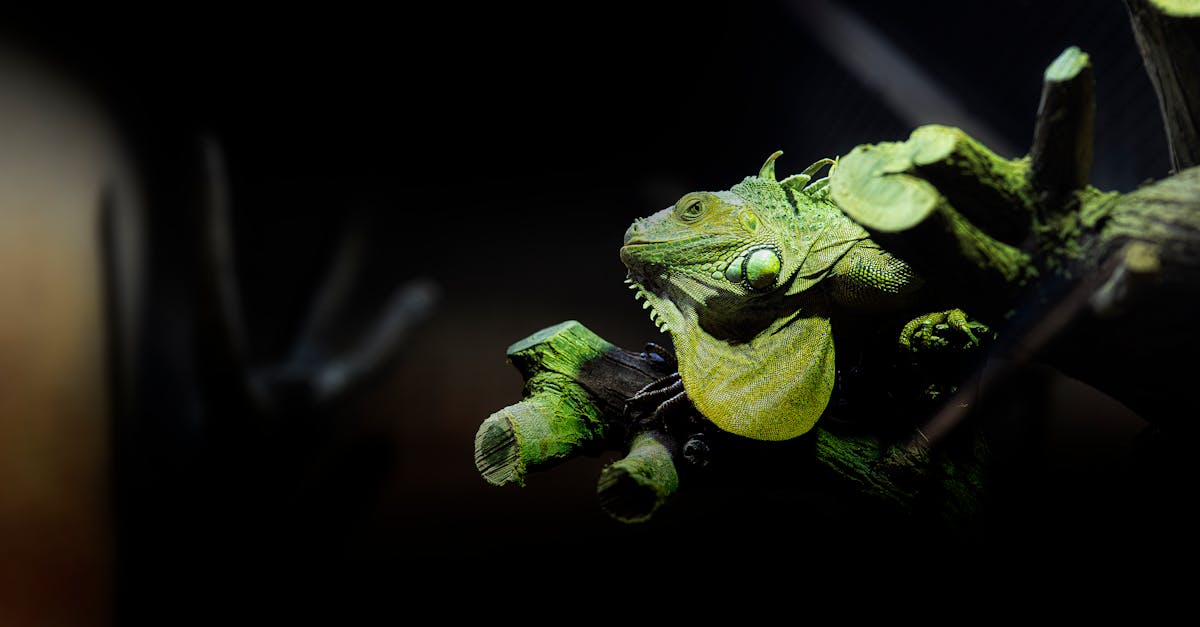 Grădina zoologică din Danemarca solicită animale de companie pentru prădători