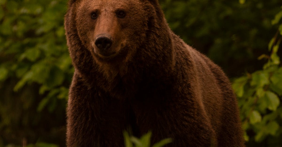 Imagini surprinzătoare cu un urs în pădurile din Sălaj