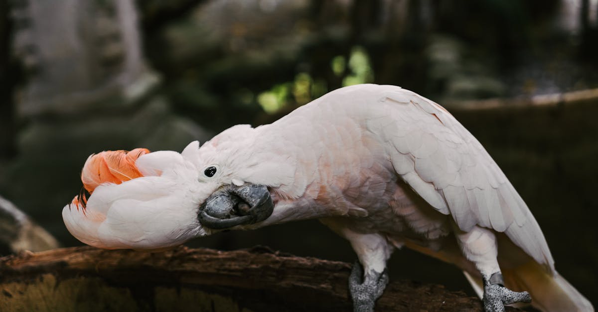 Grădina zoologică din Danemarca încurajează donațiile de animale de companie pentru prădători