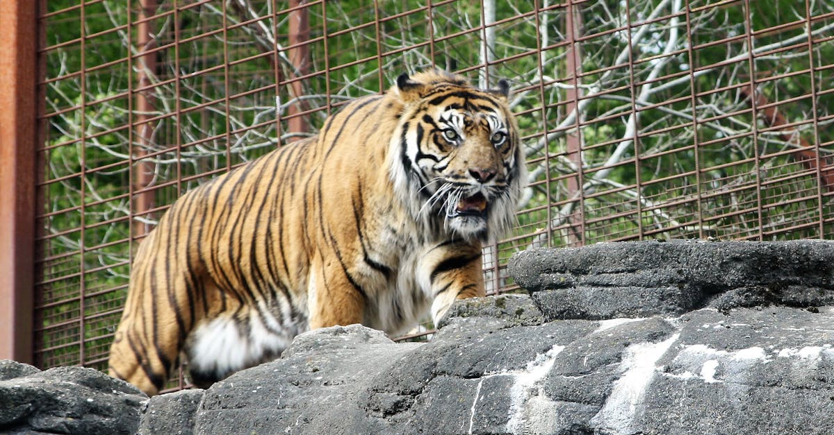 O grădină zoologică din Danemarca încurajează donațiile de animale de companie pentru hrana prădătorilor