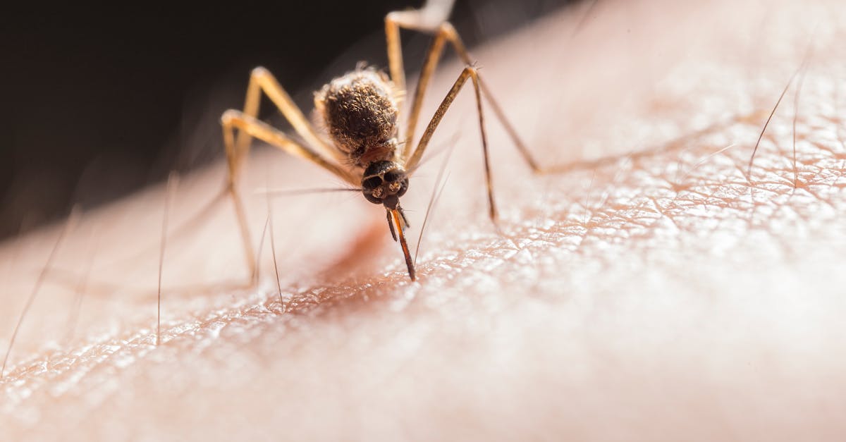 Virusul West Nile ajunge în România: 13 decese în Italia, iar cazurile cresc alarmant
