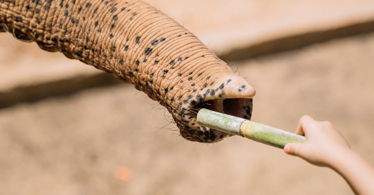 Sărbătoare la ZOO Brașov: Activități interactive și intrare gratuită pentru copii