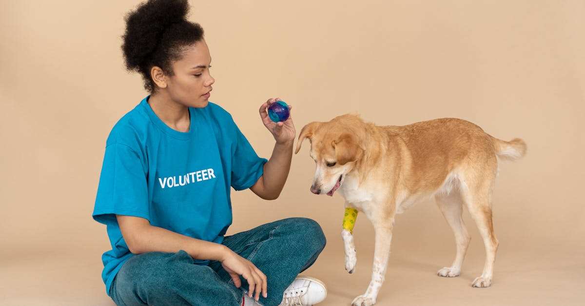 Sirius Animal Rescue răspunde acuzațiilor și subliniază angajamentul față de bunăstarea animalelor