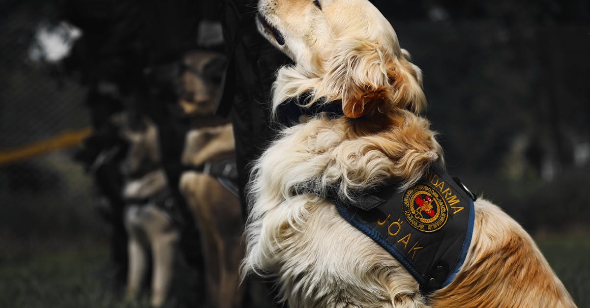 Câine agresiv atacă o femeie în Cluj: apel la atenție pentru proprietarii de animale