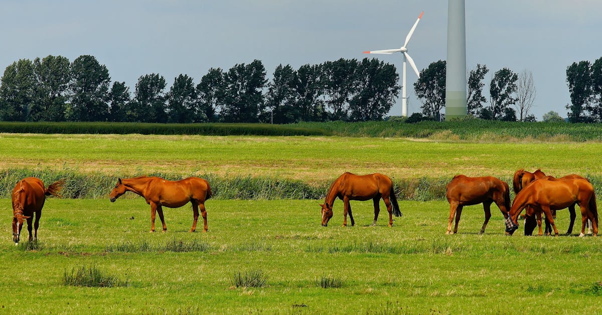 Inovații agricole în Sălaj: Ministrul Agriculturii vizitează ferme sustenabile