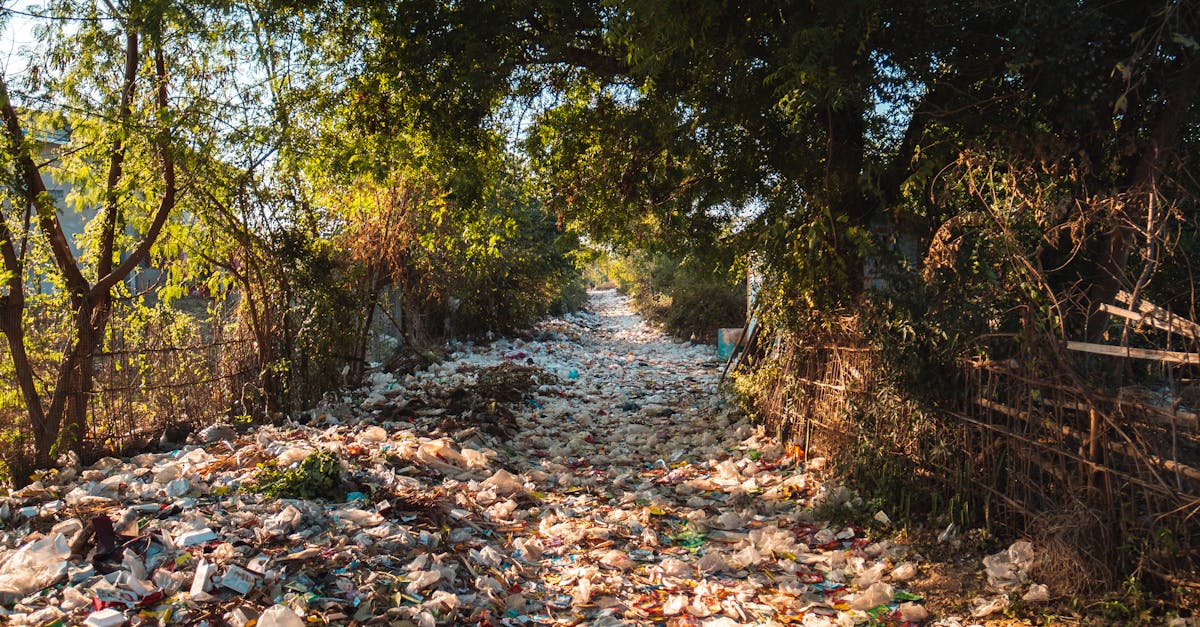 Jandarmii surprind un bărbat descărcând deșeuri pe un drum forestier din Brașov