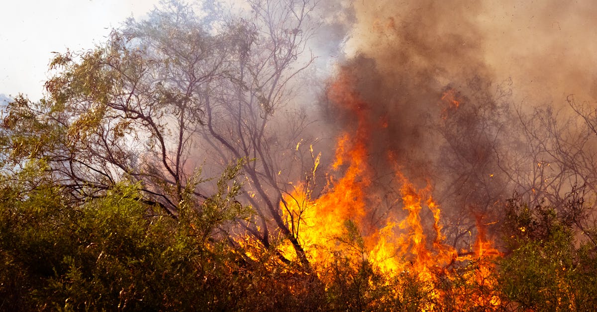 Vara 2025: Extreme climatice de la căldură insuportabilă la inundații devastatoare