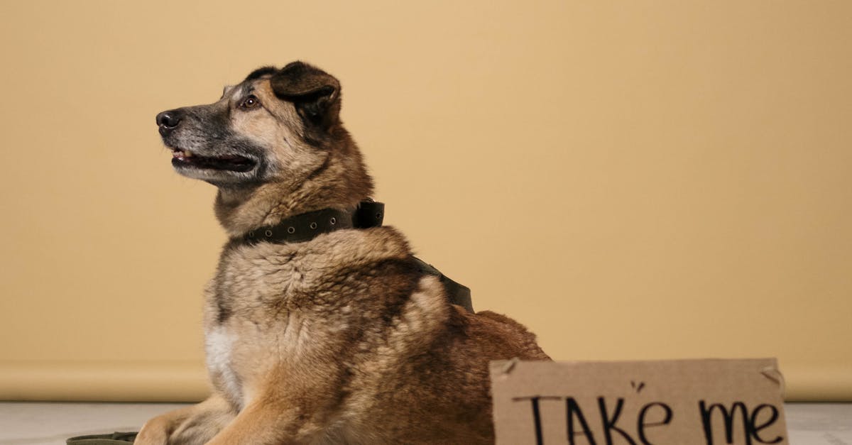 Max, câinele ciobănesc care și-a regăsit stăpânul după un an și jumătate de suferință