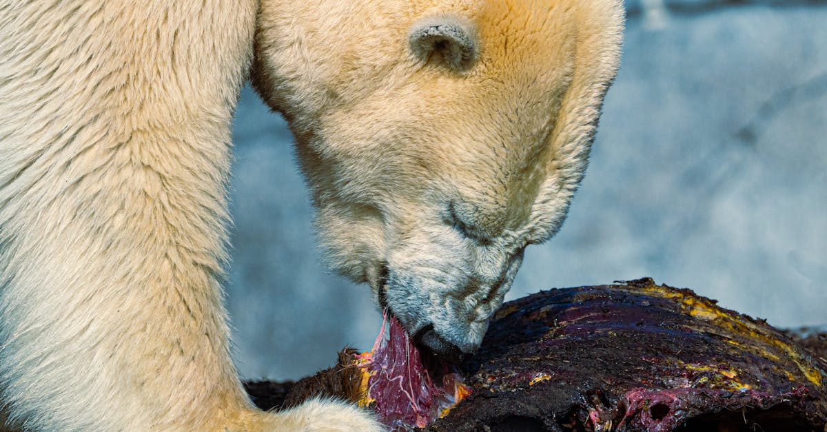 Grădina zoologică din Danemarca solicită donații de animale de companie pentru hrănirea prădătorilor