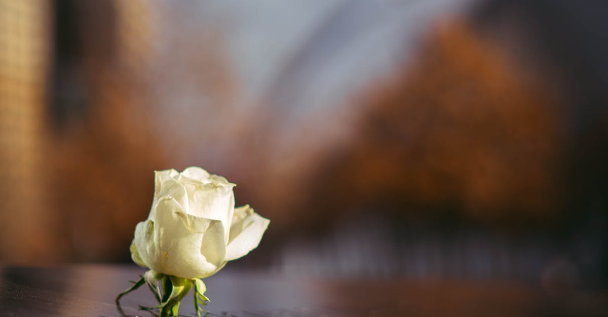 Accesul la funeraliile lui Ion Iliescu: reguli esențiale pentru participanți