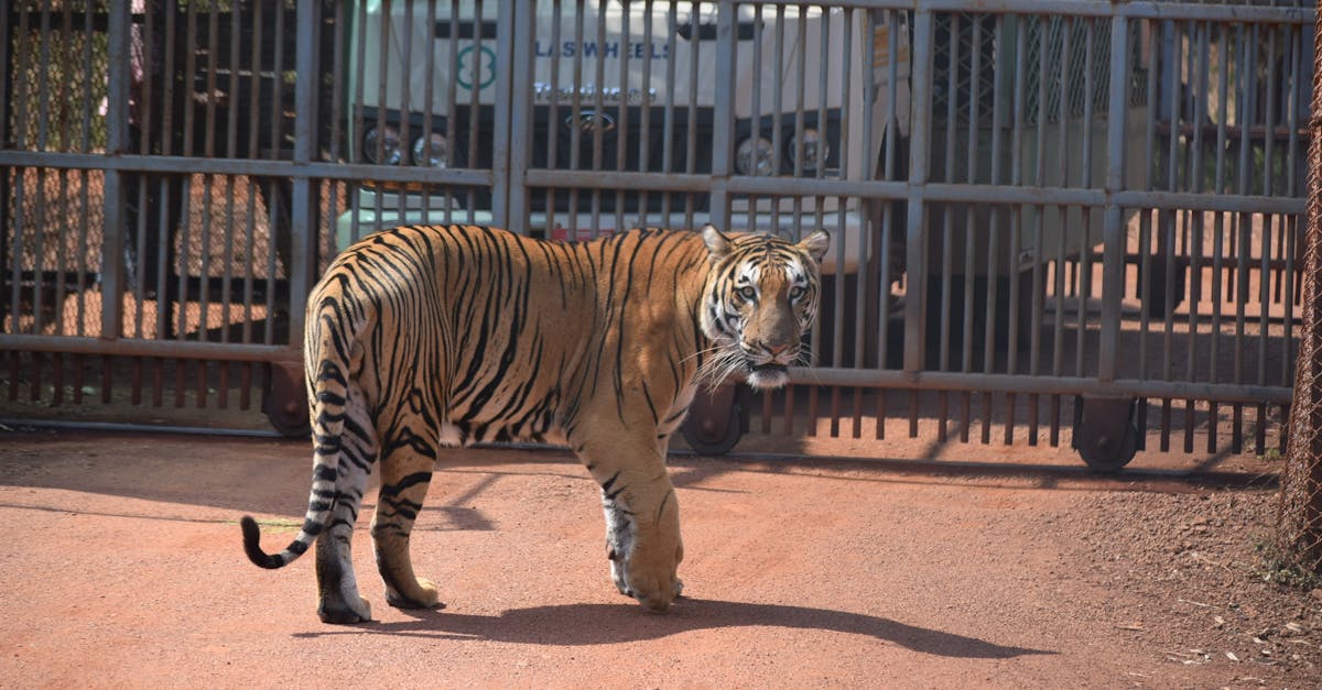 Grădina zoologică din Bihor deschisă fără autorizații: tigri bengalezi la doar un geam de vizitatori