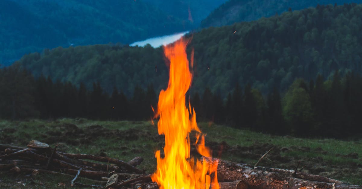Bărbat din Bretea Română, prins în flagrant pentru tăieri ilegale de arbori