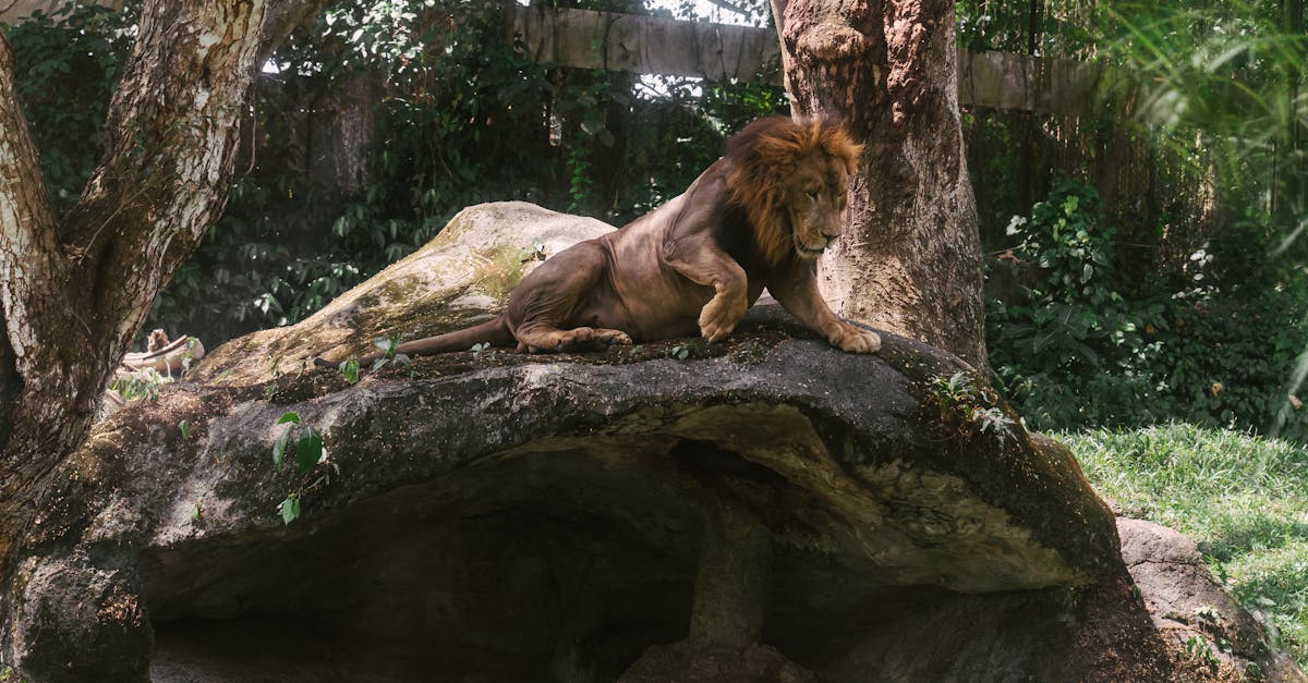 Descoperă Ziua Mondială a Leului la Zoo Brașov: un eveniment dedicat biodiversității