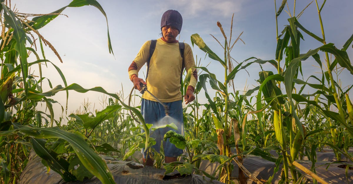 Seceta afectează grav agricultura românească: fermierii se confruntă cu pierderi majore