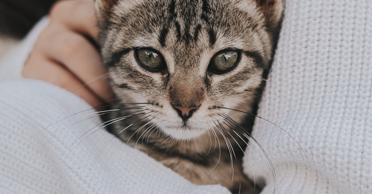 Sărbătoarea pisicilor: Zece fapte fascinante despre cele mai îndrăgite feline