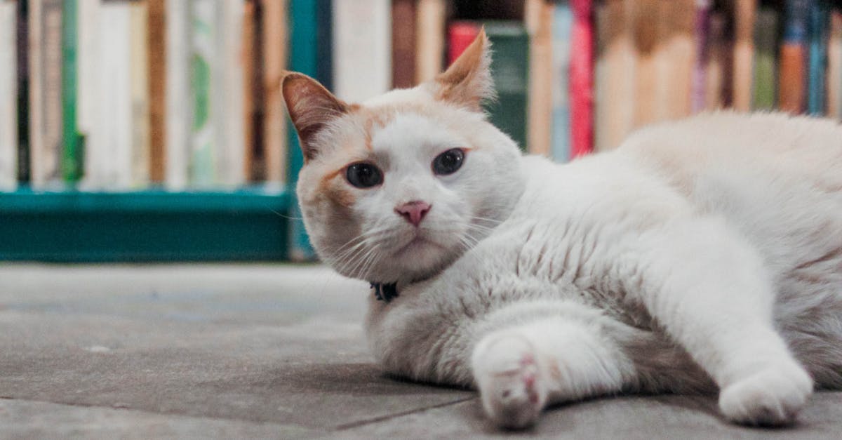 Sărbătoarea felinei: Biblioteca Județeană promovează Ziua Mondială a Pisicii