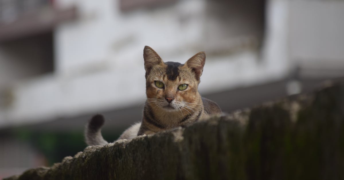 Pui de pisică salvați dintr-o zonă inundată de jandarmi și pompieri