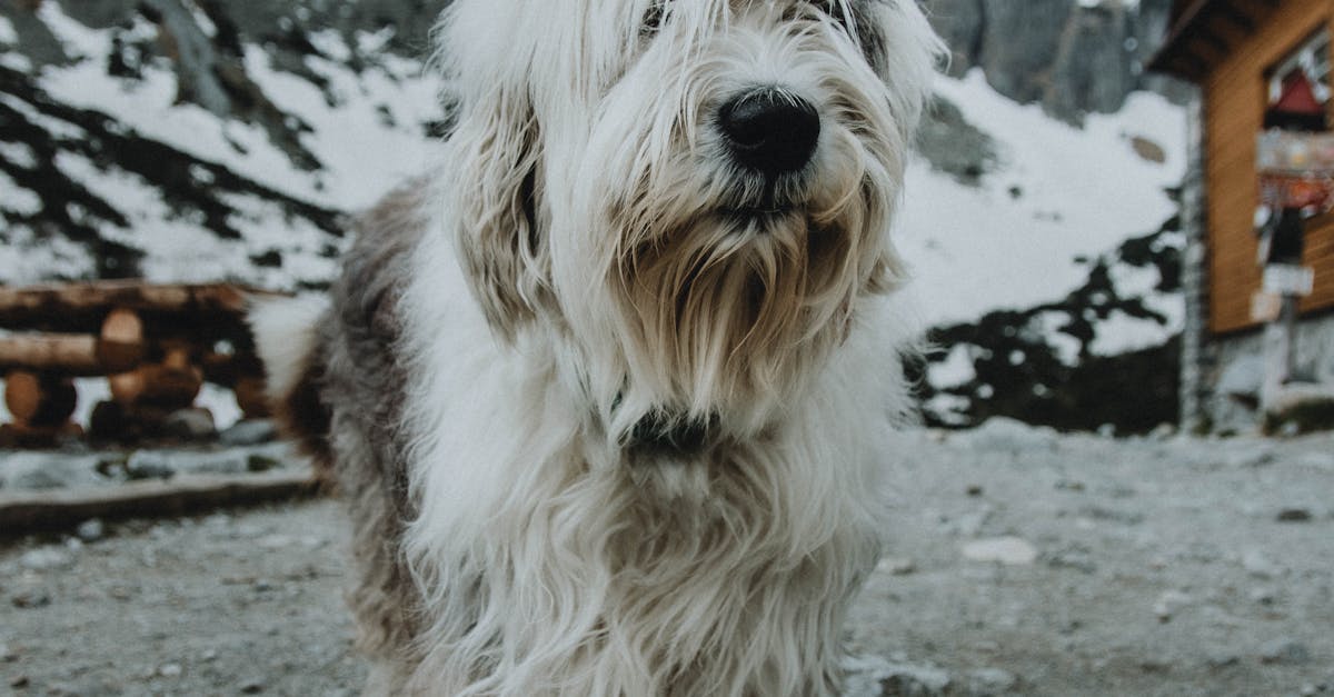 Creșterea atacurilor canine în zonele montane: cum să te protejezi