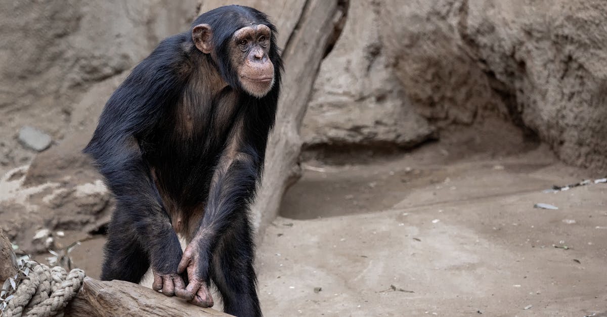 Grădinile zoologice: din locuri de divertisment în centre de educație și conservare