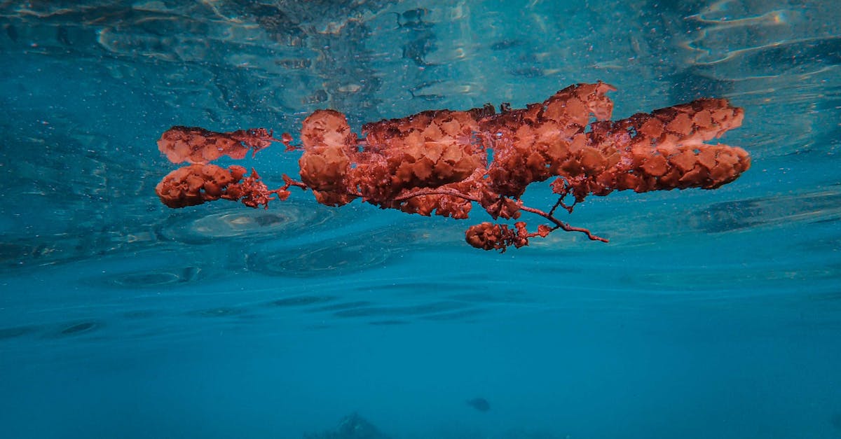 Mysterious red waters of the Sea of Galilee spark local concerns