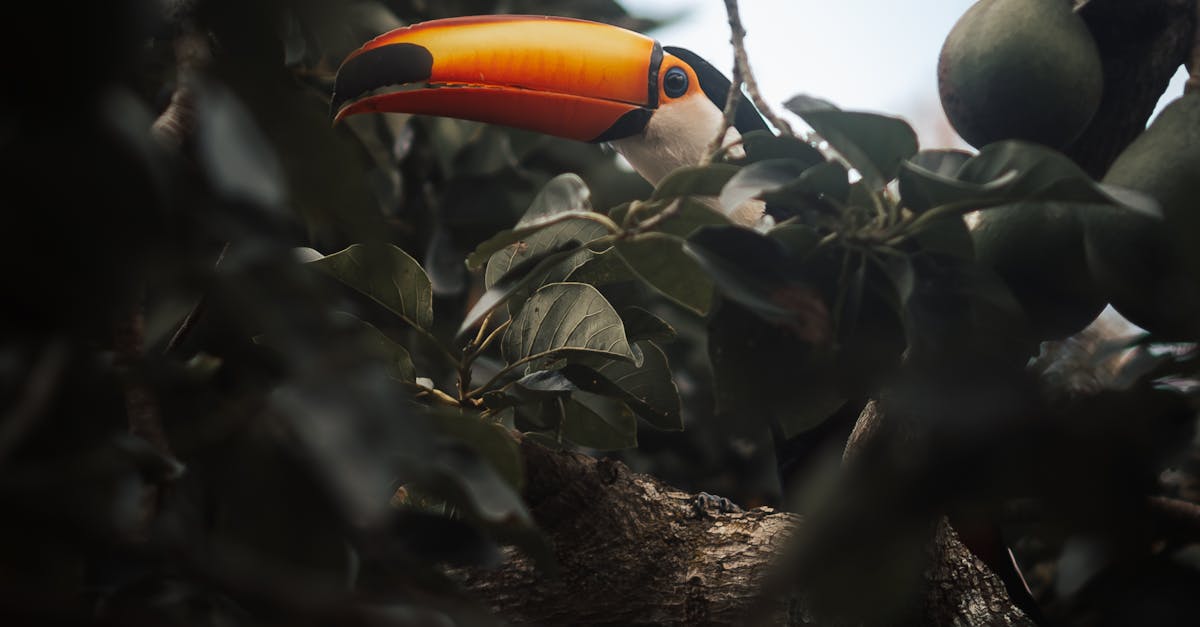 Impactul căldurii extreme asupra păsărilor tropicale: o scădere alarmantă a populațiilor