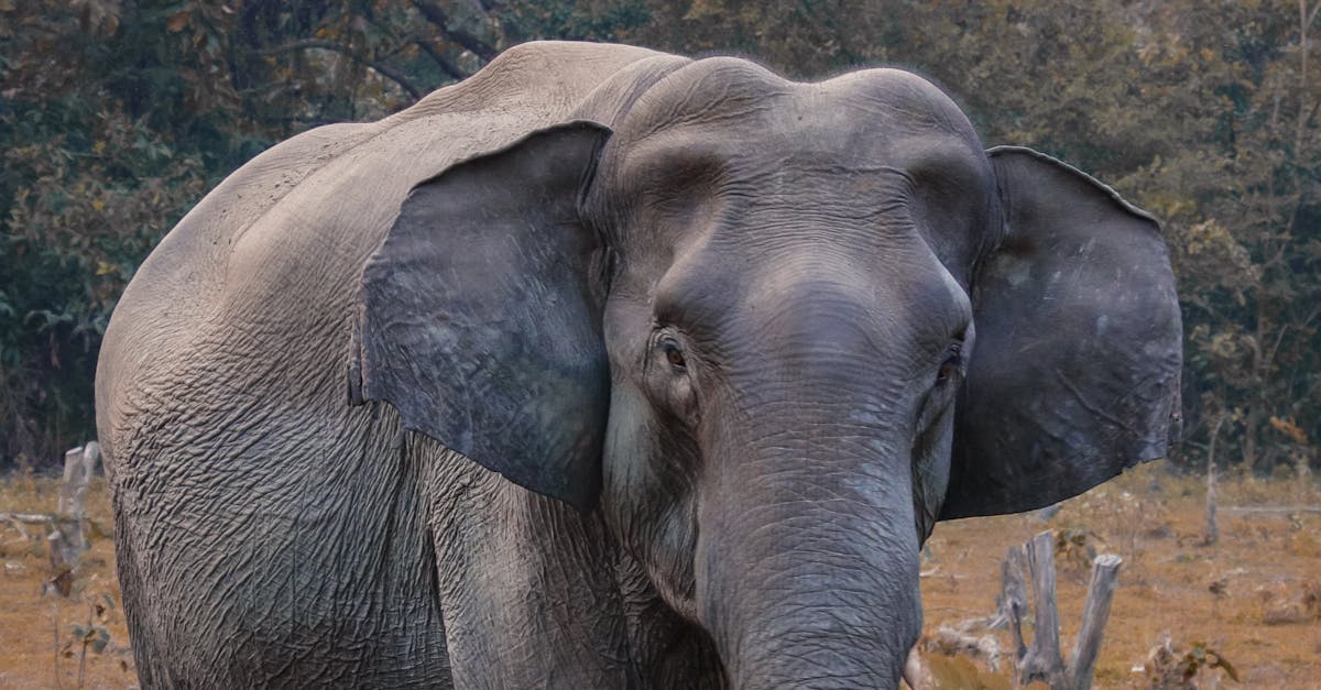 Descoperă singurii elefanți din România la Zoo Târgu Mureș