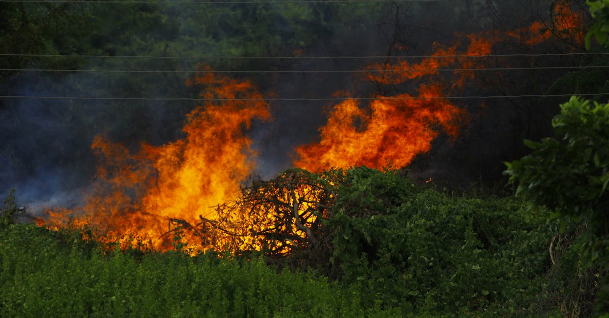 Incendiile devastatoare din sudul României: peste 1.000 de hectare distruse în 24 de ore