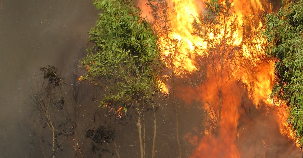 Incendii devastatoare în Văliug: Pompierii luptă cu flăcările