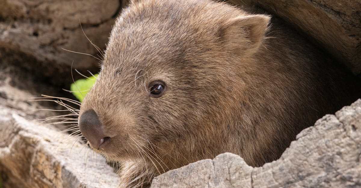 Povestea tristă a tigru-lupului din Tasmania: o specie dispărută