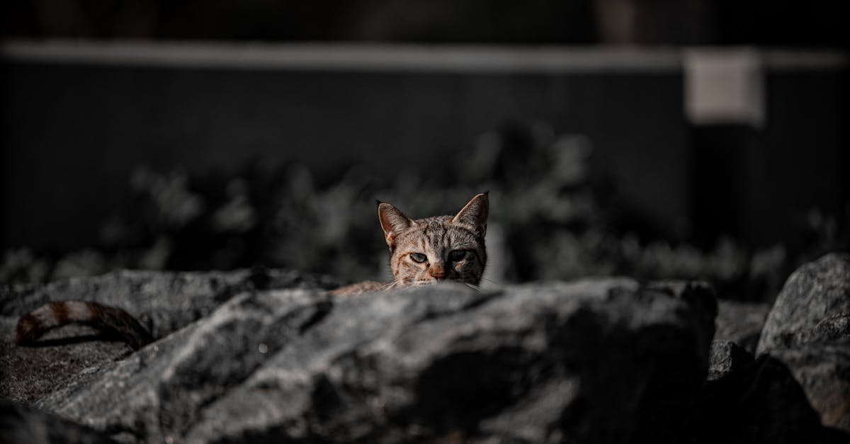 Weekend plin de evenimente la Sibiu: muzică, film și expoziții de animale